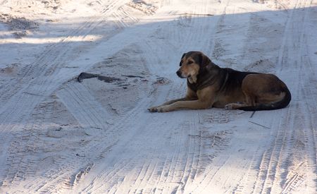 Brown dog lies on white sand in the shadeの写真素材
