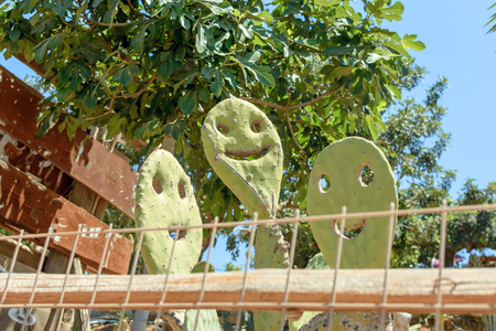 On a sunny day smiling smiley of cactus.の写真素材