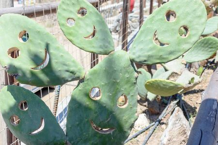 On a sunny day smiling smiley of cactus.の写真素材
