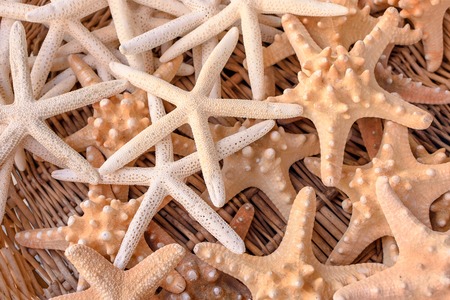Many beautiful sea stars of two kinds.
