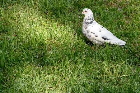 White dove with gray feathers sitting on a grass lawn.の写真素材