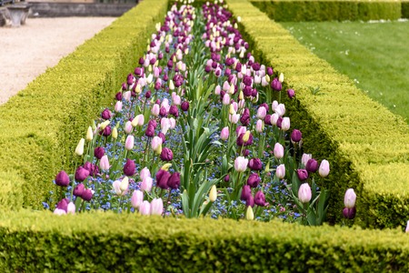 Beautiful multi-colored tulips grow between a lively green hedge.