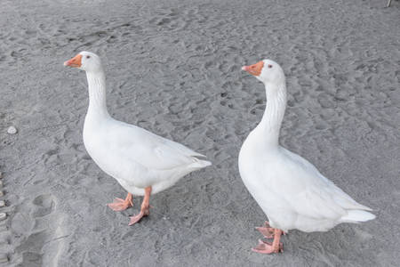 Two beautiful stout goose are walking along the sand.の写真素材