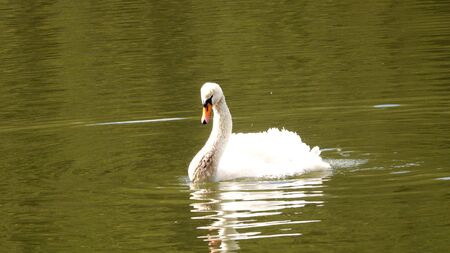 Beautiful white swan swims in the pondの写真素材