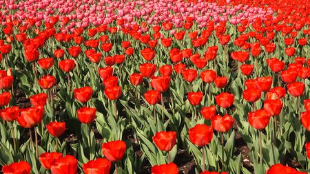 Beautiful flower bed in the park with red tulipsの写真素材