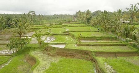 Beautiful view of the rice terraces in Baliの写真素材