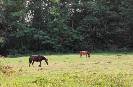 Landscape with horses grazing on the background of the forest の写真素材