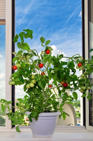 Tomato bush in white pot blue sky as backgroundの写真素材