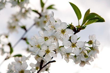 Spring cherry blossom,Shallow Dof