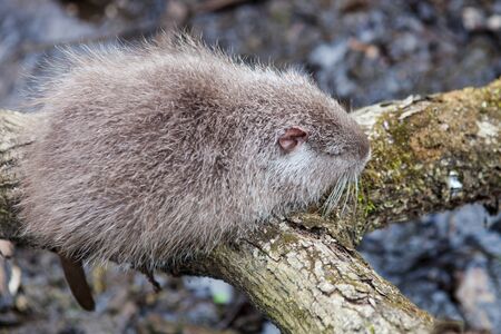 Nutria, photo taken on the banks of the creek in the woodsの写真素材
