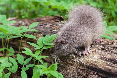 Nutria, photo taken on the banks of the creek in the woodsの写真素材