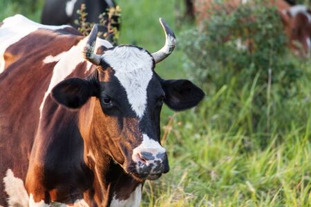 Cows grazing on a grass fieldの写真素材
