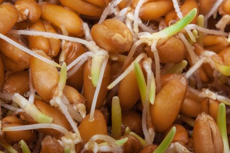 Sprouted grains of wheat closeup abstract backgroundの写真素材