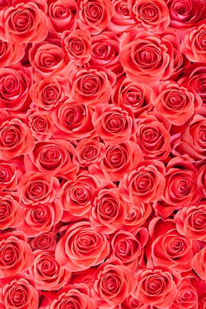 Red natural roses, abstract backgroundの写真素材