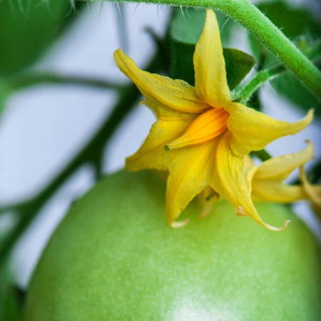 Flower of tomato and green fruit closeupの写真素材