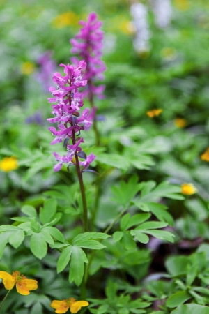 Purple flowers in the spring forest, Corydalis cavaの写真素材