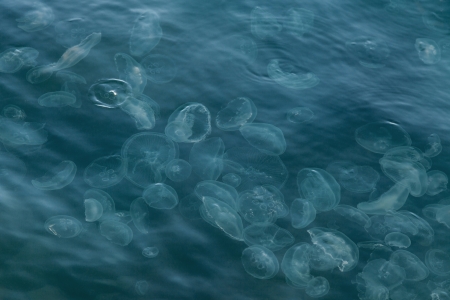 Surface of sea with a lot of jellyfish, abstract backgroundの写真素材