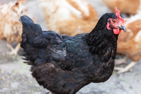 Image of a black hen, fuzzy red chickens in the backgroundの写真素材