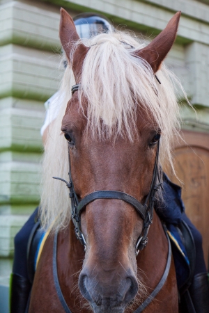 Palomeno horse mounted police close up portraitの写真素材