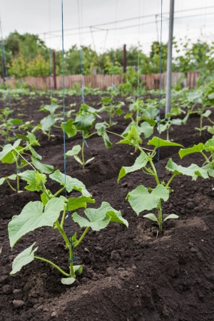 Growing seedlings of cucumbers on a farm outdoorsの写真素材