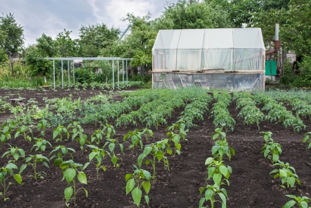 The rows of vegetable seedlings home-grown produceの写真素材