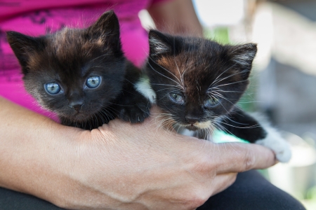 The two black kittens in female handsの写真素材