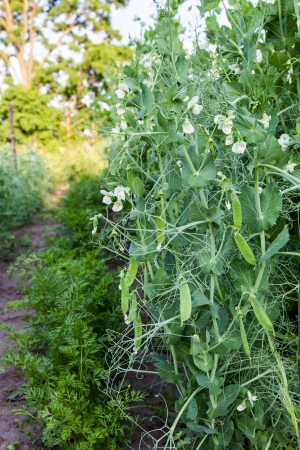 Green bush blooming in the young pods of peasの写真素材
