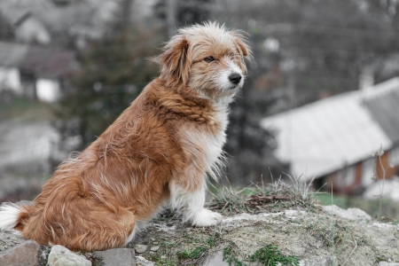 Mongrel dog sits on hillock looking into the distanceの写真素材