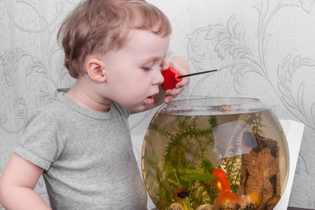 Boy catches a goldfish in an aquariumの写真素材