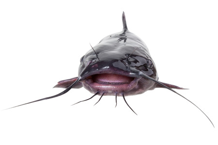Channel catfish catfish close up, isolated on white background with clipping pathsの写真素材