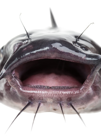 Open mouth the channel catfish close upの写真素材