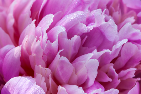 Pink petals peony flower covered with morning dew abstract backgroundの写真素材