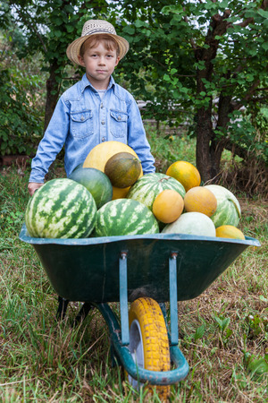 Boy with a full wheelbarrow in garden helps harvest cropsの写真素材