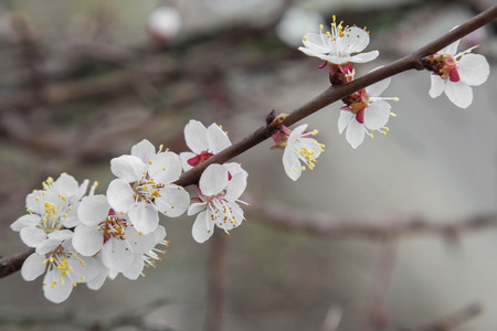 Blossoming of apricot flower in early spring