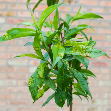 Branch of peach with leaf curl (Taphrina deformans) diseaseの写真素材