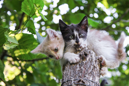 Two young domestic kittens sitting on tree under green leavesの写真素材