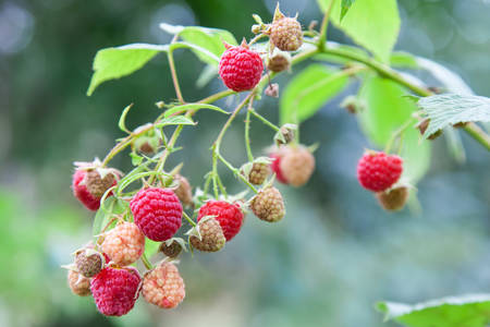 Fresh red raspberry on the branch outdoors