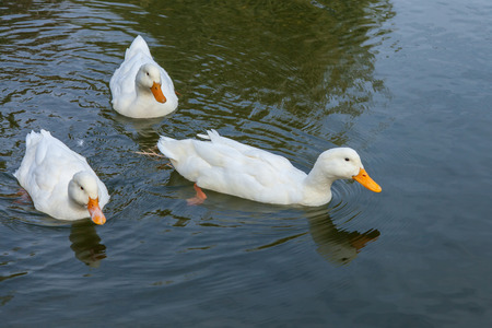 Three white ducks swim in a pondの写真素材