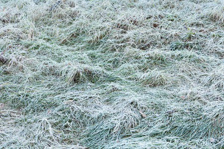 Green grass covered with frost early morningの写真素材