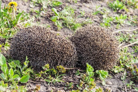 Couple hedgehogs mating in early spring outdoorsの写真素材
