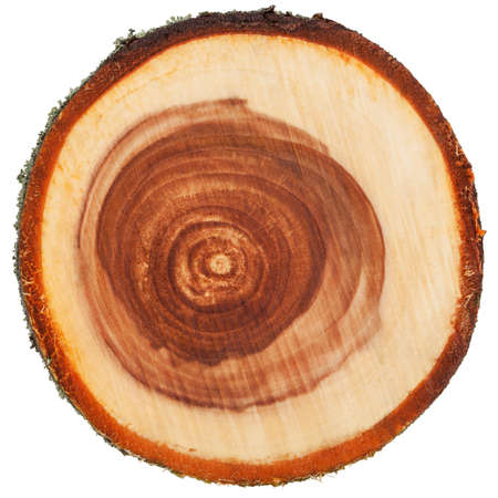 Cross section of apple tree trunk showing growth rings, isolated on white backgroundisolatedの写真素材