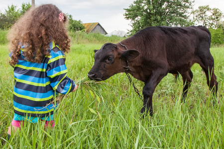 Baby girl feed the calf fresh grassの写真素材