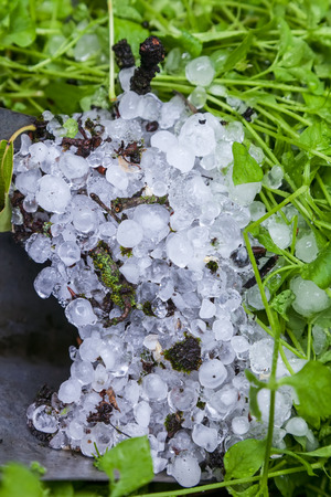 Heap of hailstones on the green grass in the garden