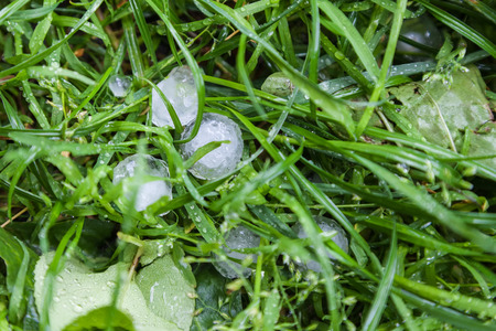 Hail storm, hailstones on green grass in garden