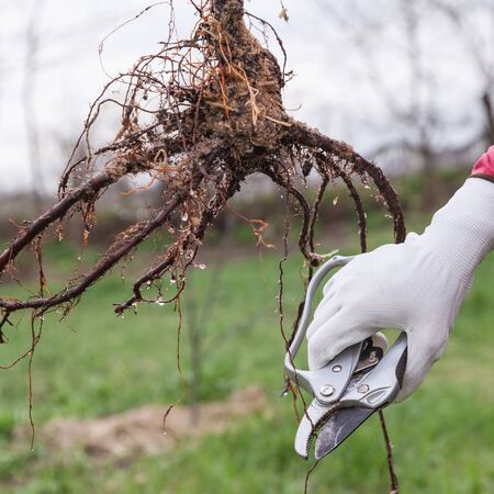 Pruning of root fruit trees before planting into soil, step by step guide