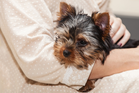 Little cute yorkshire terrier puppy in the hands of womanの写真素材