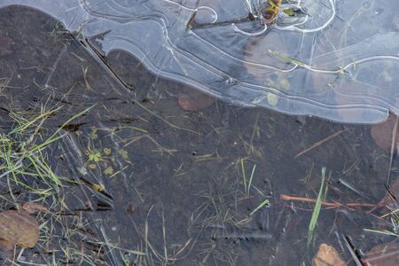 Puddle covered with fresh ice, winter abstract background, texture of ice