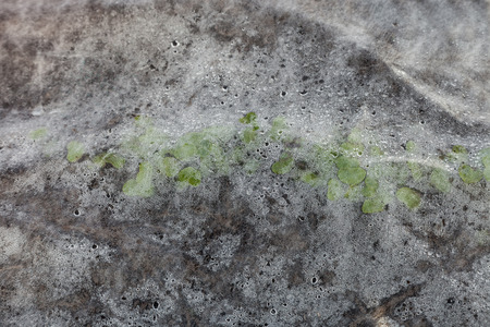 Green sprouts seedlings are protected by non-woven fabric from frostの写真素材