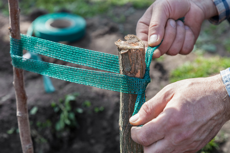 Garter fruit tree seedlings to support outdoors closeup, gardening step by step guide