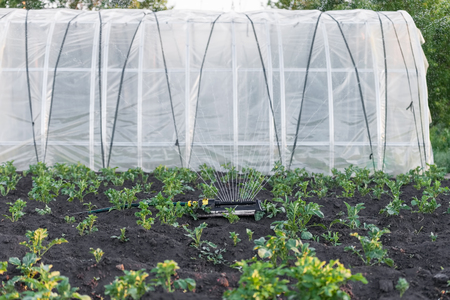 Sprinkler watering the potato beds in the garden, irrigation of vegetables with water, greenhouse in backgroundの写真素材